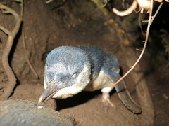 Eudyptula minor minor