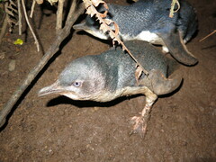 Eudyptula minor minor