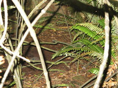 Eudyptula minor minor