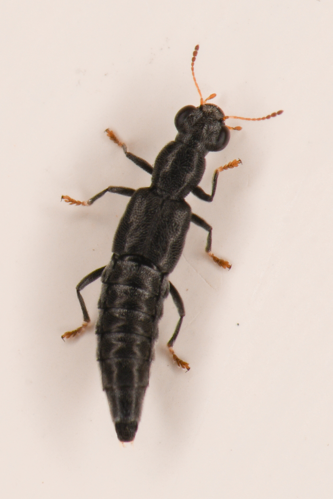 Stenus retrusus
