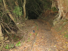 Eudyptula minor minor