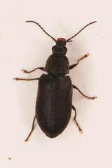 Mycterus concolor