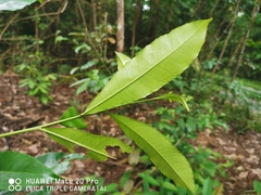 Ixonanthes icosandra