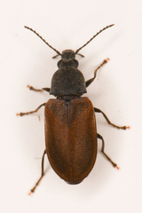 Mycterus concolor