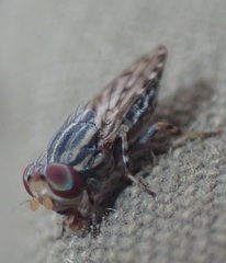 Paroedopa punctigera