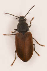 Mycterus concolor