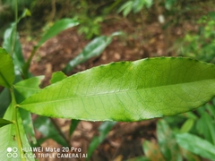 Ixonanthes icosandra