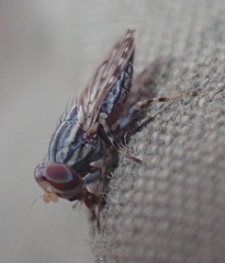 Paroedopa punctigera