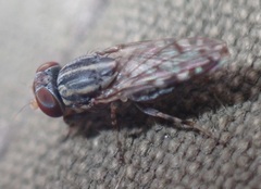 Paroedopa punctigera
