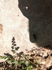 Cosmodela separata
