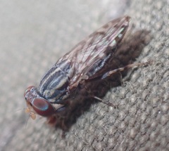 Paroedopa punctigera