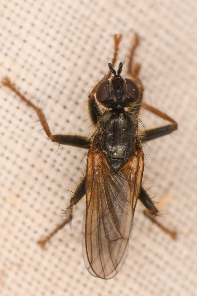 Cordilura pudica