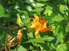 Hemerocallis fulva kwanso