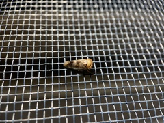 Drabescus