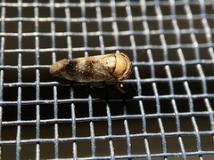 Drabescus