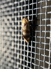 Drabescus