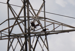 Caracara plancus