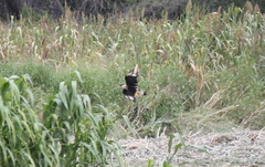 Caracara plancus
