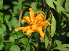 Hemerocallis fulva kwanso