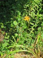 Hemerocallis fulva kwanso