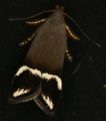 Anacampsis