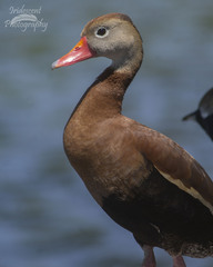 Dendrocygna autumnalis