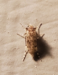 Chaoborus punctipennis