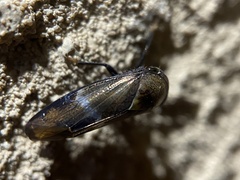 Drabescus