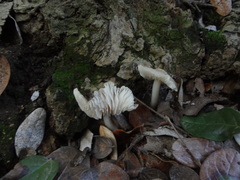 Agaricales