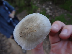 Roridomyces austrororidus