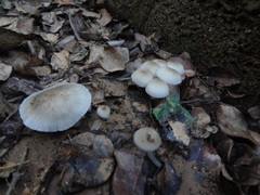 Roridomyces austrororidus