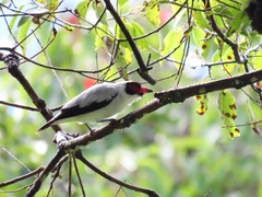 Tityra semifasciata