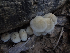Roridomyces austrororidus