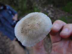 Roridomyces austrororidus