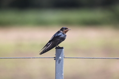 Hirundo rustica