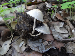 Panaeolus