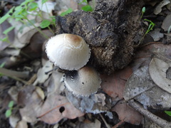 Panaeolus