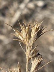 Eriastrum filifolium