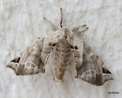 Apatelodes pudefacta