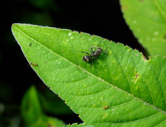 Camponotus novogranadensis