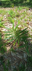 Zamia loddigesii
