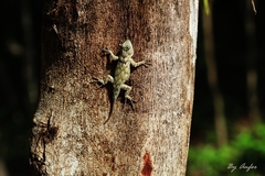 Sceloporus lundelli