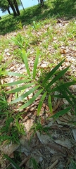 Zamia loddigesii