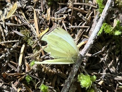 Pieris marginalis