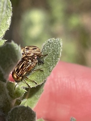 Cryptocephalus spurcus