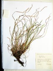 Carex lanceolata