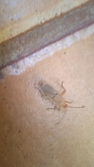 Dysdercus bimaculatus