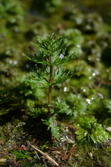 Limnophila trichophylla