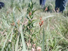 Juncus interior