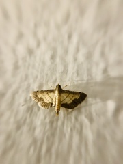 Cnaphalocrocis trebiusalis